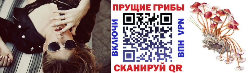 Галлюциногенные грибы прущие грибы  Белореченск 